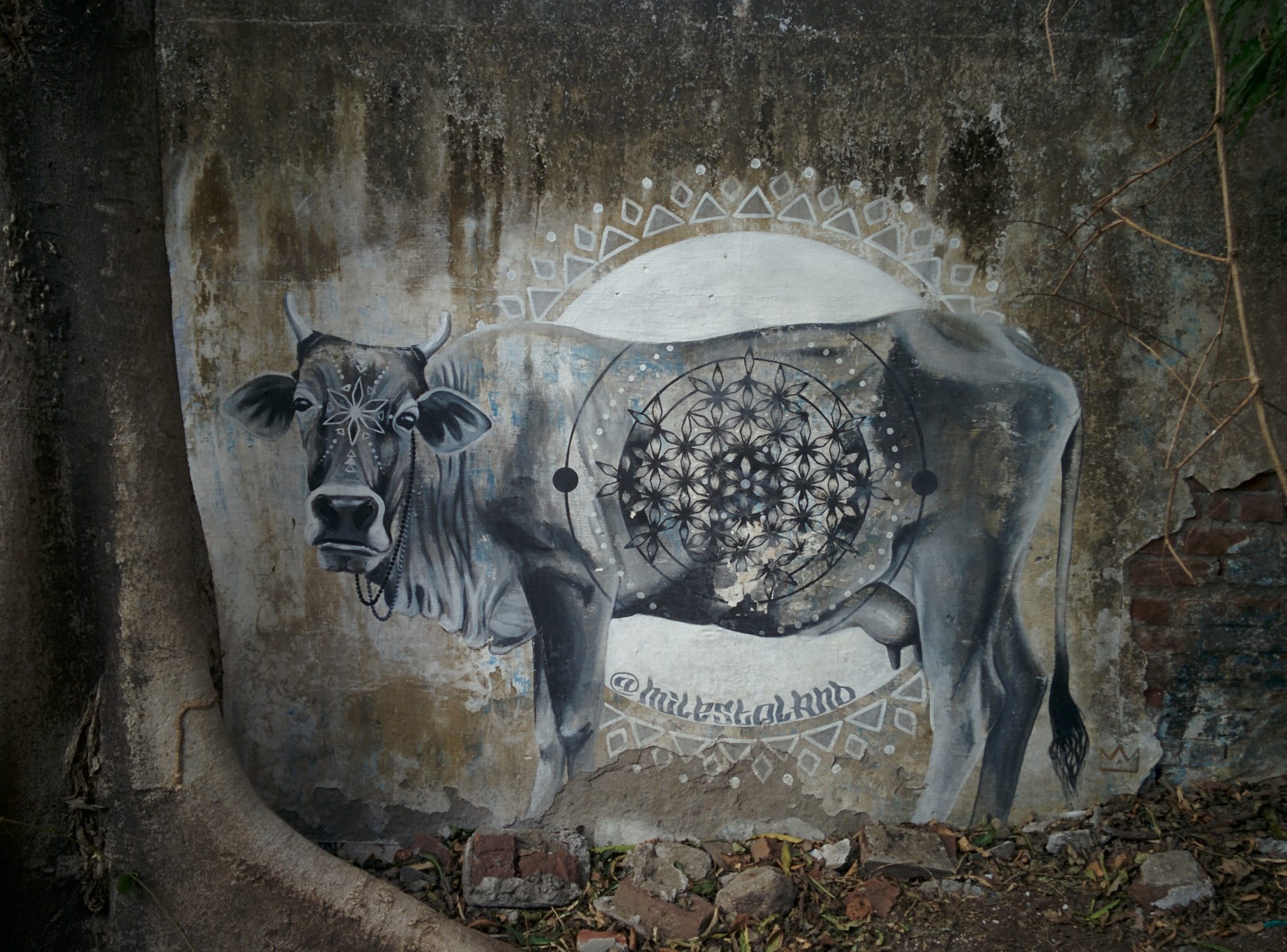 Holy Cow Beatles Ashram