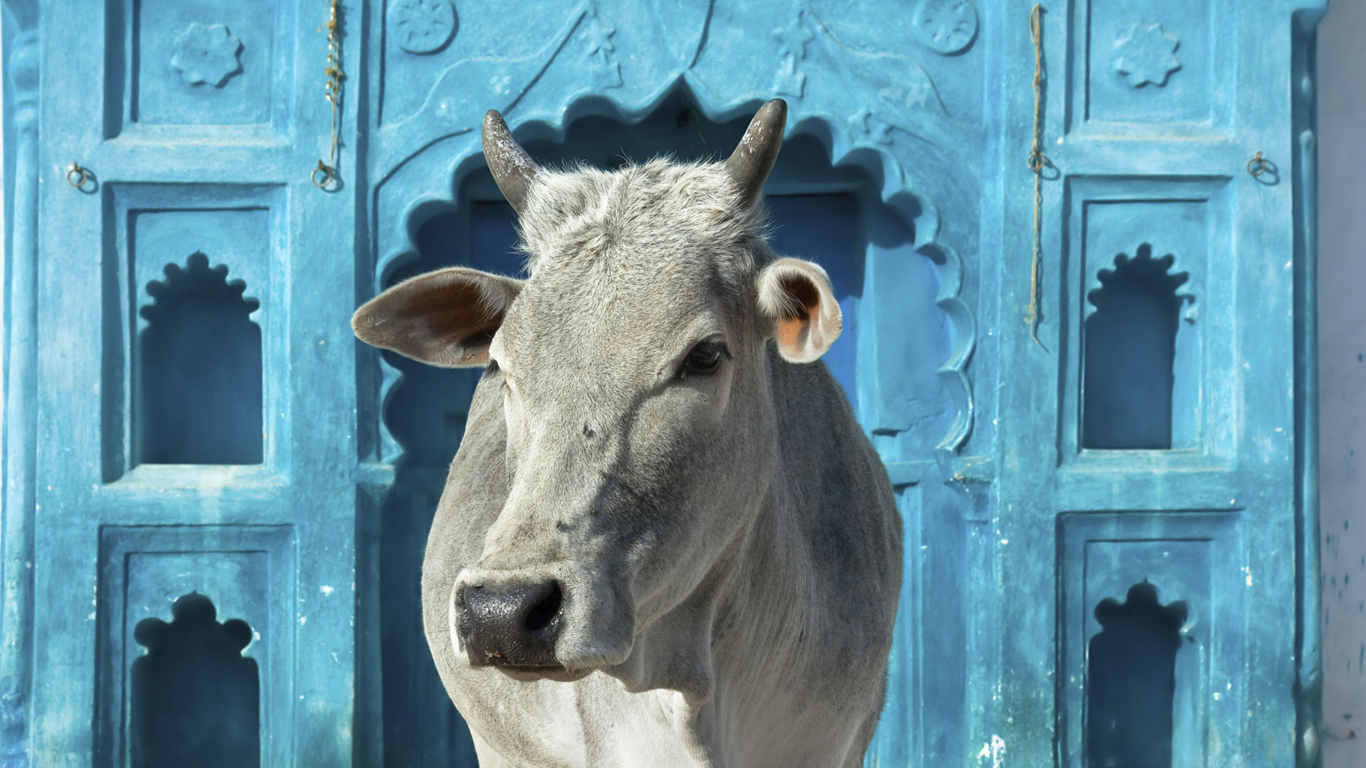 Indian Desi Cow