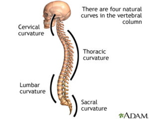 Yoga and Influence of Symmetry on the Spine - Yoganama